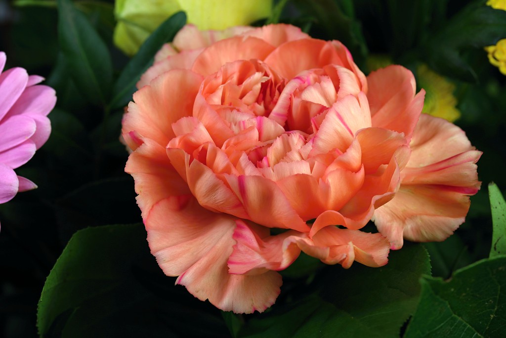 rozen roos rosa hdr natuur bloem bloemen cultivars cultivar rosaceae tuin rozentuin valentijn liefde